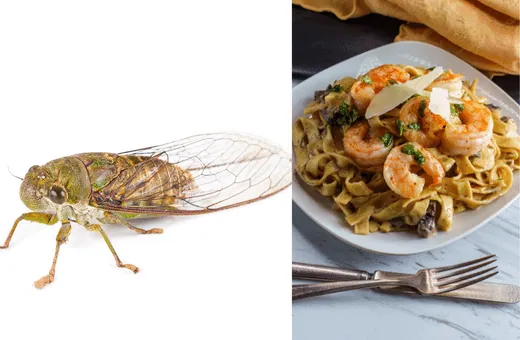 eating cicadas is just like eating shrimp mushrooms, right down to the flavor.