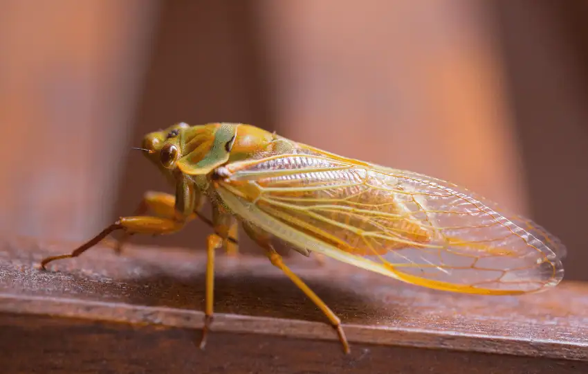 Cicadas are safe to eat and they are delicious & nutty same time.