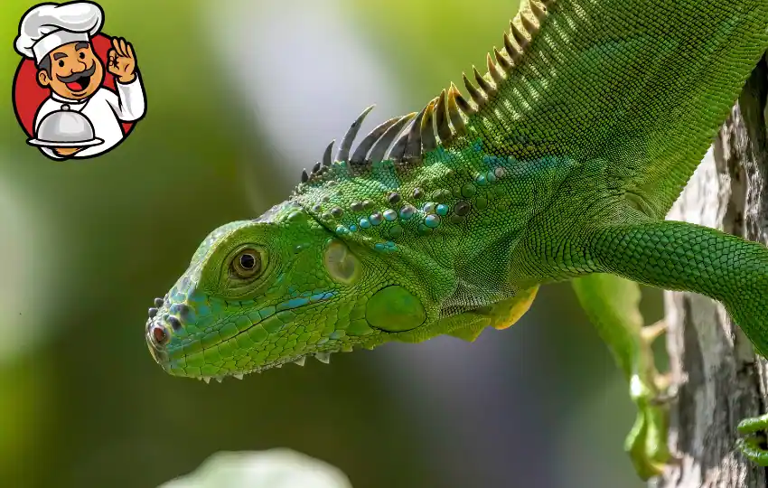 Iguana meat is white and somewhat similar in taste and texture to chicken. However, it is slightly tougher than chicken breast meat and has a milder flavor. Some people say that iguana tastes like a cross between chicken and fish. 