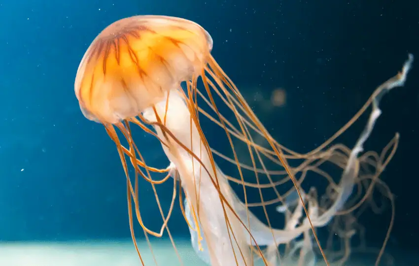 Jellyfish are saltwater invertebrates with a translucent bodies with long, stinging tentacles. When it comes to cuisine, Jellyfish is one of those things that you either love or hate. There's no middle ground