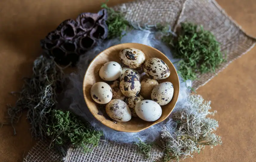 Quail eggs are the eggs of the quail bird. They are small and usually have a speckled brown or tan shell. The yolk of a quail egg is proportionately smaller than a chicken egg's, and the egg white is usually thinner and less watery. 