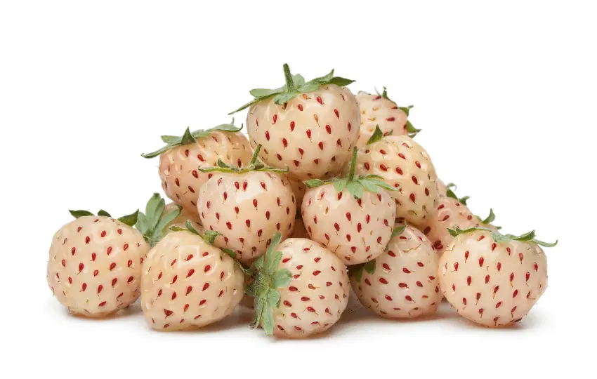 Pineberry is a strawberry cultivar characterized by its white flesh and red seeds. Pineberries are also sometimes called Strawberry Pineapple.