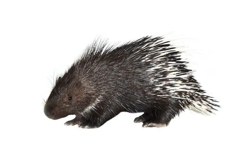 Porcupines are not a traditional part of most American diets, but those who have tried them say that porcupine meat tastes similar to wild boar or pork. 
