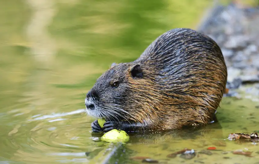 Muskrats are generally described as having gamey taste between rabbits and dark-wild chickens and appear as somewhat stringy squirrels